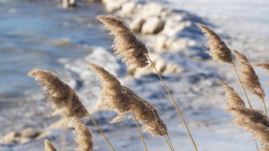 Yaygın kamış, namı diğer phragmitler kışın Michigan Gölü kıyısında rüzgarda sallanıyorlar..