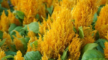 Yellow Improved Celosia in bloom in a summer garden.