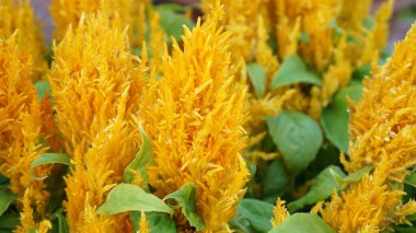 Yellow Improved Celosia in bloom in a summer garden.