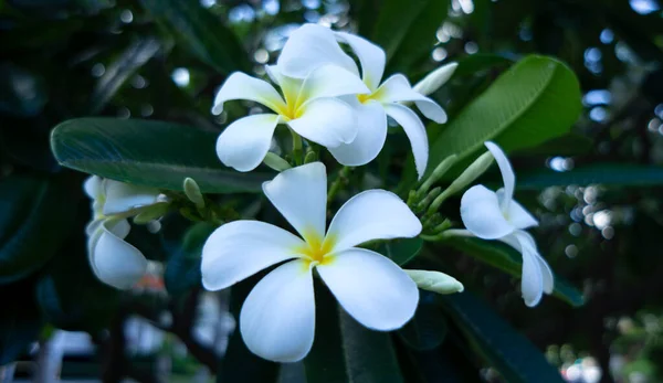 Fleurs Plumeria Blanches Fleurs Hawaï — Photo