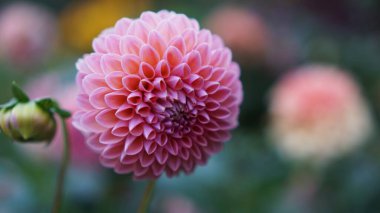 Pembe Nathalie G Dekoratif Dahlia yaz bahçesinde çiçek açtı. 