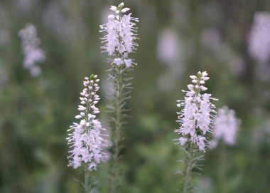 Icicle Çivilenmiş Speedwell çiçekleri bir yaz bahçesinde çiçek açıyor.                 