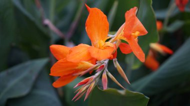 Turuncu Yumruk Canna Lily Yaz bahçesinde çiçek açtı.     