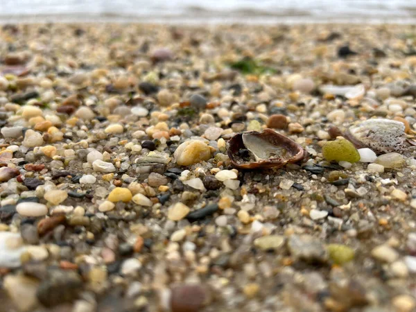 Primer Plano Conchas Marinas Que Cubren Una Playa Long Island —  Fotos de Stock