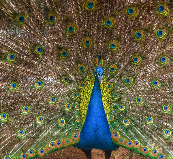 Peacock with a colorful raised train — Stock Photo, Image