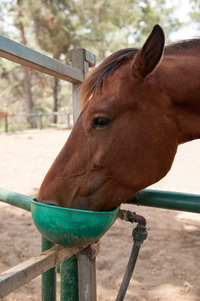 Horse drinking water — Stock Photo, Image
