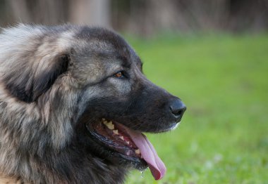 çok büyük bir köpek