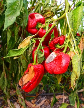 Wilted peppers closeup clipart