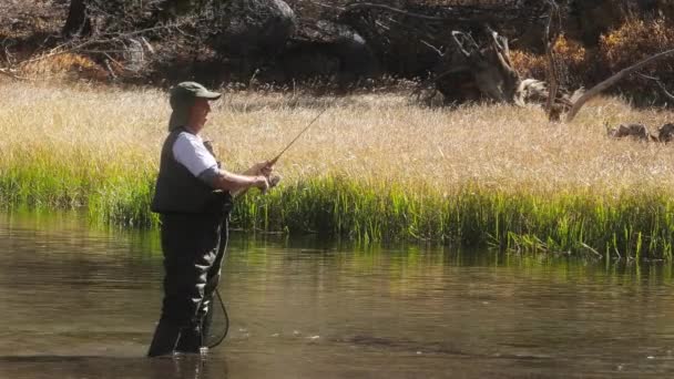 Dorosła osoba łowiąca w gumowych spodniach w River Creek 4K USA — Wideo stockowe