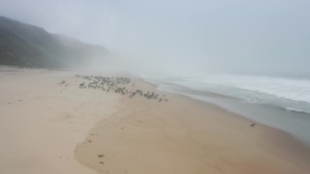 Scenic ocean coast, drone flying low above beach behind flock of wild sea birds — Stock Video