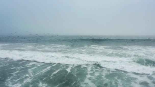 Epic drone πτήση πίσω μεταξύ άγρια πελεκάνοι και γλάροι πάνω από τα κύματα του ωκεανού — Αρχείο Βίντεο