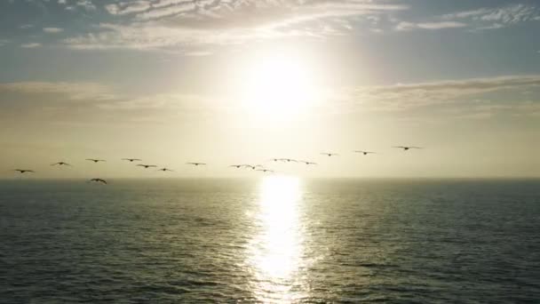 Voo de tirar o fôlego atrás de um bando de pássaros pelicanos selvagens em direcção ao pôr-do-sol dourado épico — Vídeo de Stock