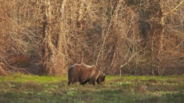 Amerikan boz ayısı altın gün batımında yeşil çimlerde yiyecek arıyor. 