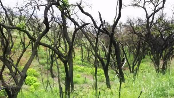 Floresta misteriosa cinematográfica, entre árvores finas queimadas pretas em grama verde 4K — Vídeo de Stock