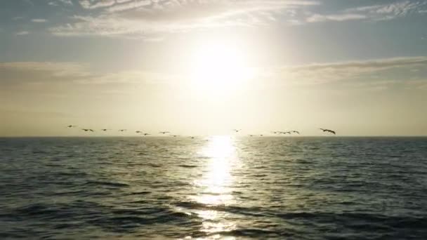 Vista trasera épica aérea de pelícanos volando rápido por encima del océano hasta la puesta de sol dorada — Vídeos de Stock