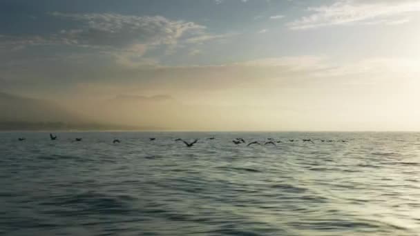 Silhuetas cinematográficas de pássaros grandes que voam no céu, natureza fundo cinematográfico — Vídeo de Stock