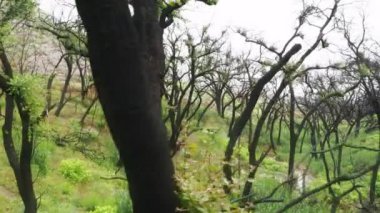  4K hava yumuşak uçuş tabiatı bulutlu yaz günü, gizemli orman