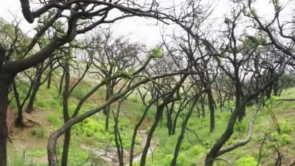 Vista cinematografica sulla misteriosa foresta disabitata raccapricciante senza persone, natura 4K — Video Stock