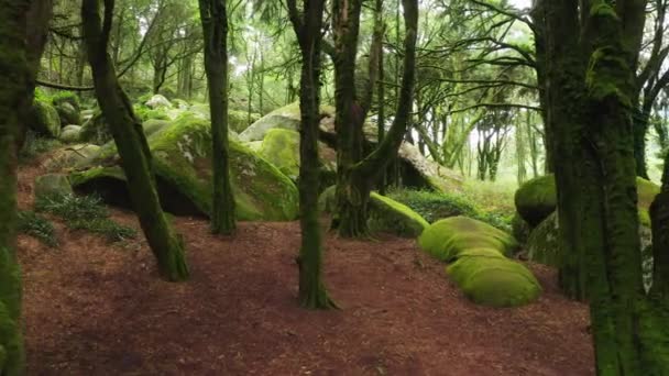 Drone beelden van mysterieuze landschap met de heuvels, bedekt met levendig mos — Stockvideo