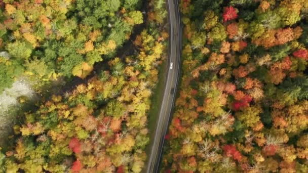 Αεροφωτογραφία του δρόμου καμπυλότητας στο ορεινό δάσος την ηλιόλουστη, ζωντανή φθινοπωρινή ημέρα, Drone — Αρχείο Βίντεο