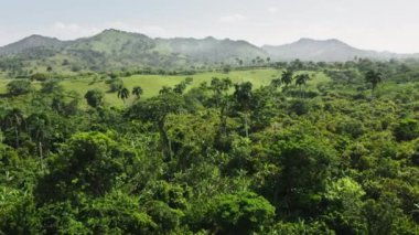 Mavi ufuk çizgisinin altında palmiye ağaçları olan tropik sık ormanın insansız hava aracı görüntüleri