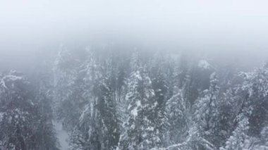 Hava 4K, güzel kış dağ manzarası, karlı çam ormanı sisi