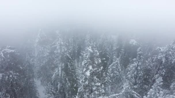 Antenn 4K sköt vacker vinter bergslandskap, snötäckta tallskog dimma — Stockvideo