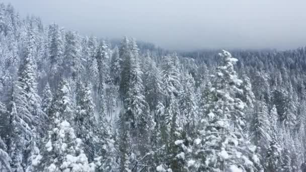 Feliz Natal espaço cópia fundo, Inverno floresta natureza neve coberto árvores — Vídeo de Stock