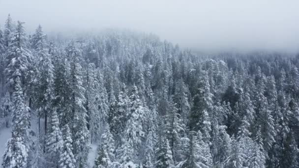 Zimowy las śnieg północnoamerykańskie sosny krajobraz dron fotografowania 4K wideo — Wideo stockowe