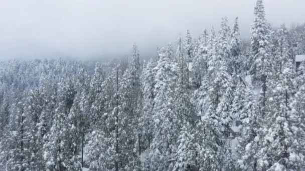 Cinematico drone riprese innevate cime di abete, Scenic inverno natura filmati — Video Stock