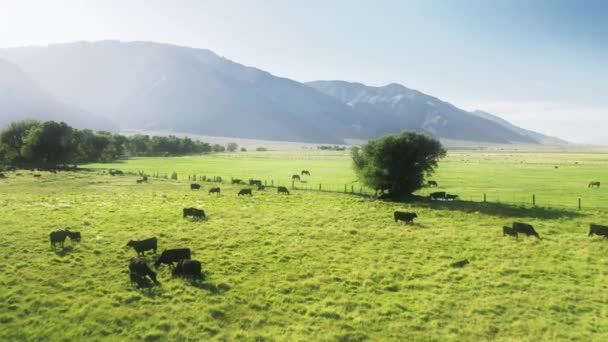 緑の山の牧草地での映画的な航空黒牛の群れ、牛や家畜 — ストック動画