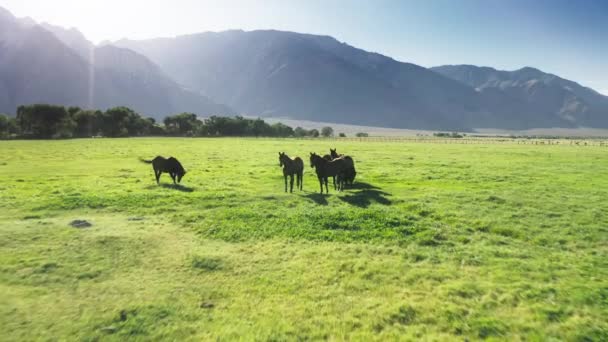 4K plano aéreo de caballos marrones siluetas pastando en verde prado prado puesta de sol — Vídeo de stock