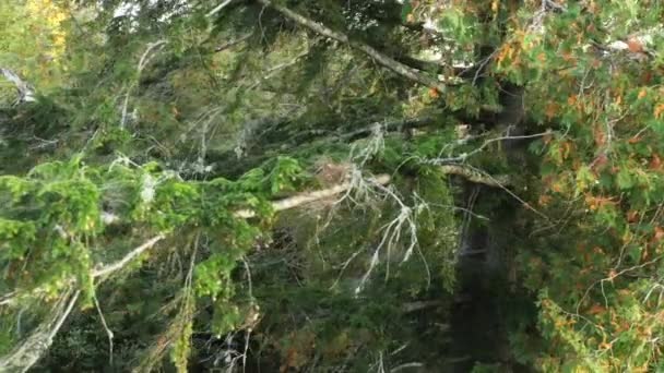 Забавная красная белка бегает по сосновой ветке в лесу, прелестный грызун 4K — стоковое видео