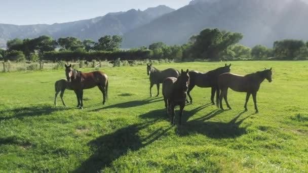 Schattig baby dier zuigende moeders borst bij hebzucht grasland weide rancho, USA 4K — Stockvideo