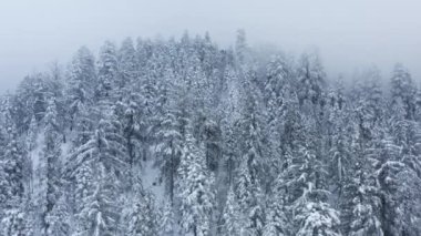 Mutlu Noeller Mutlu Yıllar geçmişi, Çam ağacı kış manzarasında manzara karı