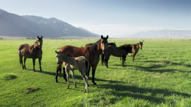 Primo piano piccolo puledro carino stare vicino alla madre cavallo adulto, puledro bianco a gregge — Video Stock