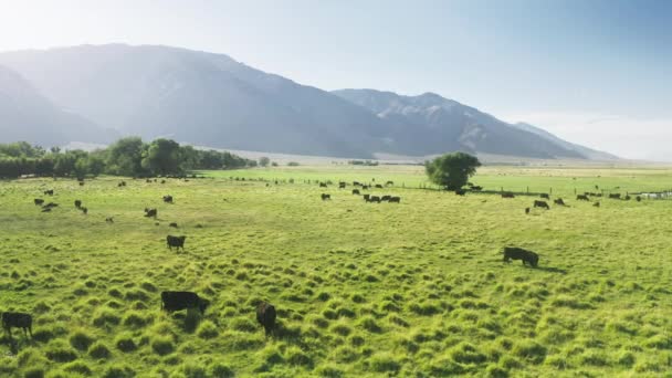 Viehzucht auf einer grünen Wiese mit Hochgebirgslandschaft im Hintergrund — Stockvideo