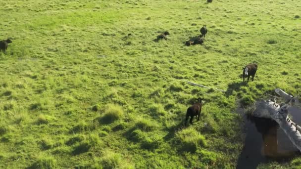 Farmaření na zelené krajině přírodní pozadí, Scénická Rancho pozadí pohled 4K — Stock video