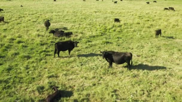 Βοοειδή και κτηνοτροφία με τέλειο πράσινο λιβάδι, γεωργία στο καταπράσινο τοπίο — Αρχείο Βίντεο