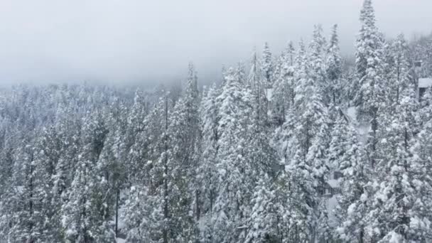 Voo drone cinematográfico através da queda de neve cênica, flocos de neve cobrindo abetos — Vídeo de Stock