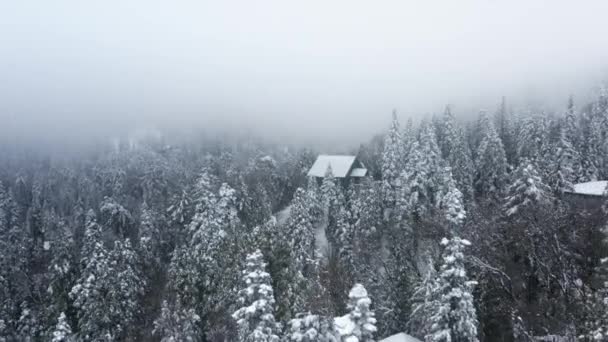 Wintersneeuwstorm in Noord-Amerika dennenbos landschap drone vlucht 4K USA — Stockvideo