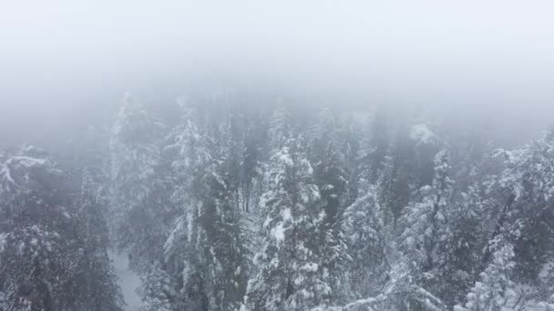 Hermoso invierno nevada montaña paisaje, copos de nieve cayendo en el bosque de pinos — Vídeos de Stock