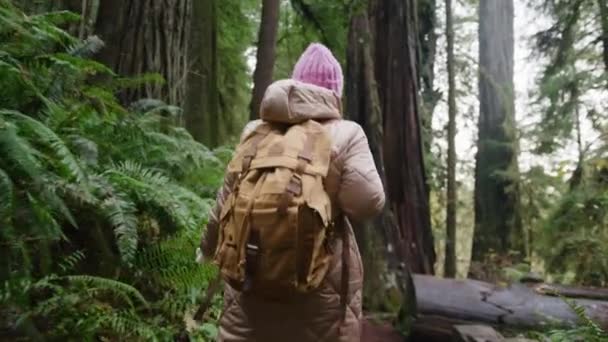 Mujer de cámara lenta con mochila explorando bosque verde con árboles altos de secuoyas — Vídeos de Stock