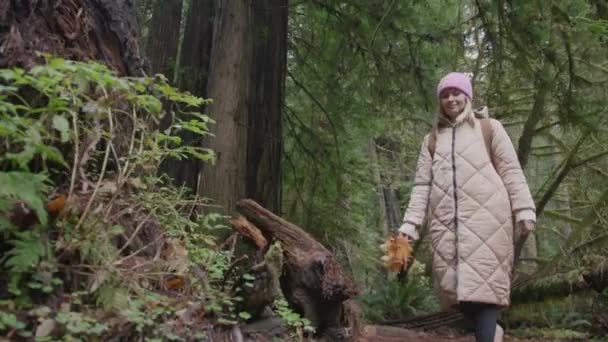 Hermosa mujer sonriente disfrutando de caminar por el bosque verde escénico con secuoyas gigantes — Vídeos de Stock