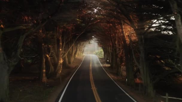 Filmowy gęsty tunel leśny z magicznym złotym światłem zachodu słońca świecącym na drzewach — Wideo stockowe