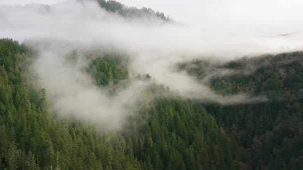 Hermoso fondo natural con denso bosque de montaña verde con niebla escénica 4K — Vídeo de stock