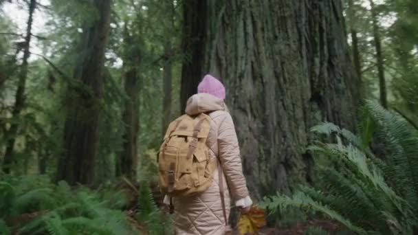 Amante de la naturaleza en el día nublado de otoño, Humano cuidar de la naturaleza cámara lenta EE.UU. — Vídeos de Stock