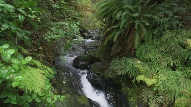 Красиві спокійні природні кадри з мальовничими красивими дощовими лісами зеленого каньйону — стокове відео