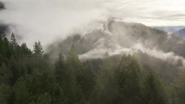 Drone filmato della fitta foresta infinita, ricoperta di spesse nuvole bianche — Video Stock