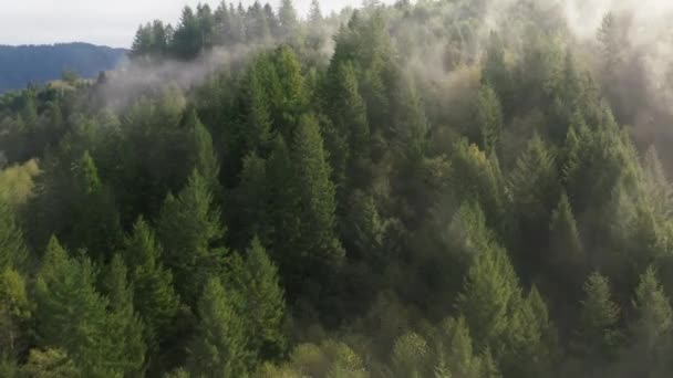 Dicht groen bos dat zich uitstrekt langs de hellingen, gezien van bovenaf — Stockvideo